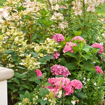 Hydrangea macrophylla Cityline® 'Berlin' (020081)