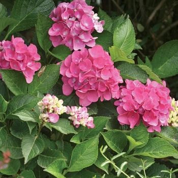 Hydrangea macrophylla Cityline® 'Venice' (020083)