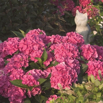 Hydrangea macrophylla Cityline® 'Venice' (020085)