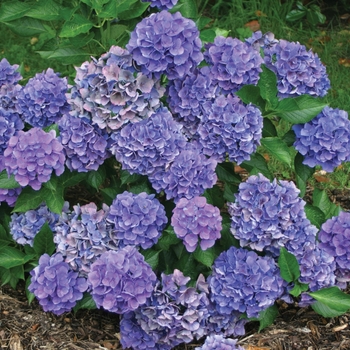 Hydrangea macrophylla Cityline® 'Venice' (020086)