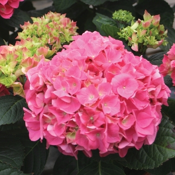 Hydrangea macrophylla Cityline® 'Vienna' (020087)