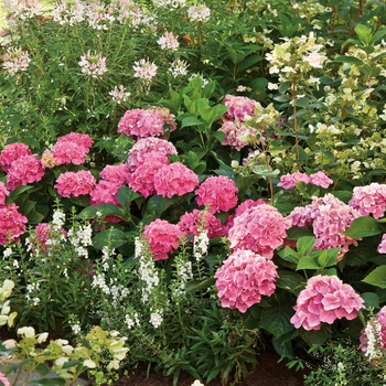 Hydrangea macrophylla Cityline® 'Vienna' (020089)