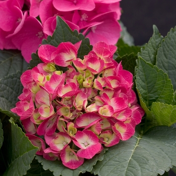 Hydrangea macrophylla Cityline® 'Paris' (020090)