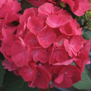 Hydrangea macrophylla Cityline® 'Paris' (020091)