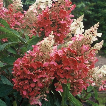 Hydrangea paniculata 'Pinky Winky®' (020093)