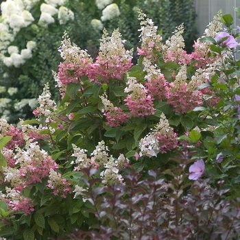 Hydrangea paniculata 'Pinky Winky®' (020094)