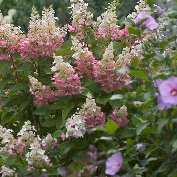 Hydrangea paniculata 'Pinky Winky®' (020096)