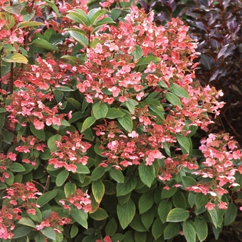 Hydrangea paniculata 'Quick Fire®' (020099)