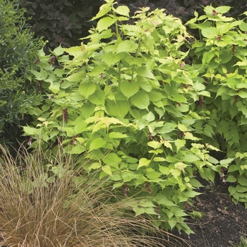 Leycesteria formosa 'Golden Lanterns®' (020103)