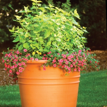 Leycesteria formosa 'Golden Lanterns®' (020105)