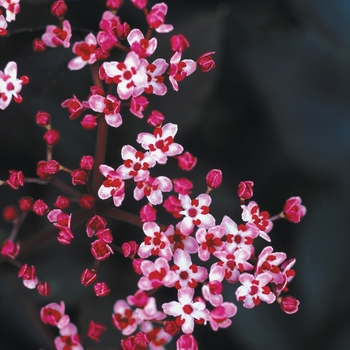 Sambucus nigra 'Black Beauty®' (020106)