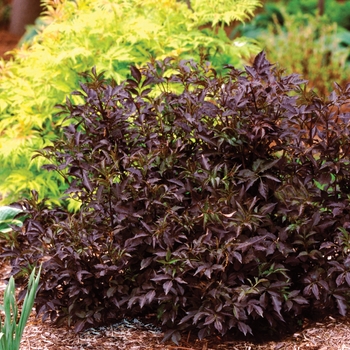 Sambucus nigra 'Black Beauty®' (020108)