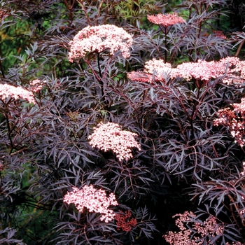 Sambucus nigra 'Black Lace®' (020109)