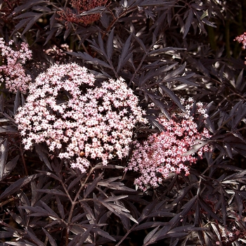 Sambucus nigra 'Black Lace®' (020110)