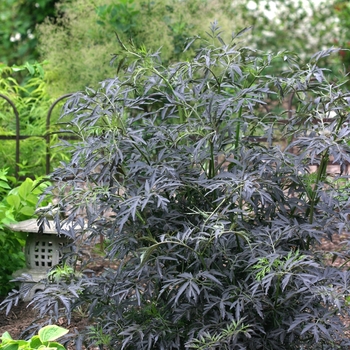 Sambucus nigra 'Black Lace®' (020111)