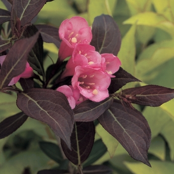 Weigela florida 'Wine & Roses®' (020115)