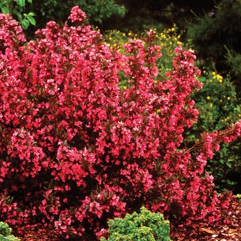 Weigela florida 'Wine & Roses®' (020117)