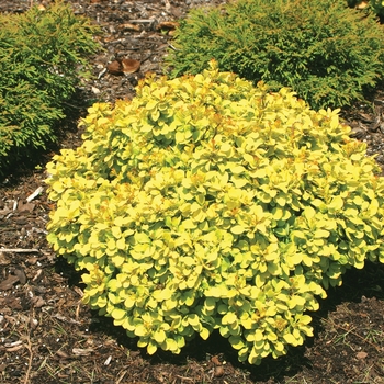 Berberis thunbergii 'Sunjoy Gold Beret®' (020132)