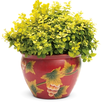 Berberis thunbergii 'Sunjoy Gold Beret®' (020134)