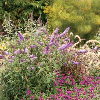 Buddleia davidii English Butterfly™ 'Peacock™' (020135)