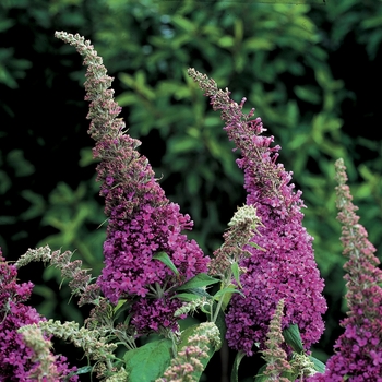 Buddleia davidii English Butterfly™ 'Peacock™' (020138)