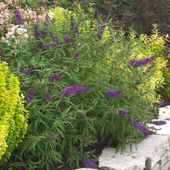 Buddleia davidii English Butterfly™ 'Purple Emperor™' (020140)