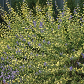 Caryopteris incana 'Sunshine Blue®' (020143)