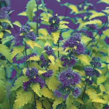 Caryopteris incana 'Sunshine Blue®' (020144)