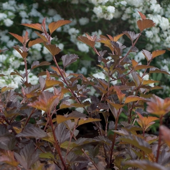 Physocarpus opulifolius 'Coppertina®' (020155)