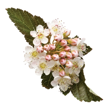 Physocarpus opulifolius 'Coppertina®' (020156)