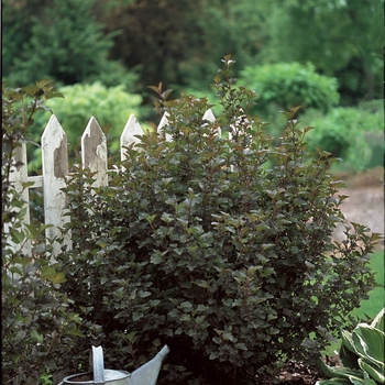 Physocarpus opulifolius Summer Wine® '' (020157)