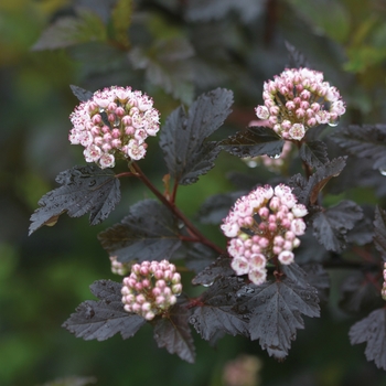 Physocarpus opulifolius Summer Wine® '' (020158)