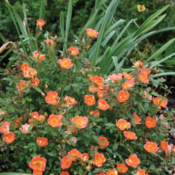 Rosa 'Oso Easy Hot Paprika®' (020164)