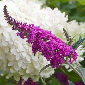 Buddleia 'Miss Ruby' (020165)