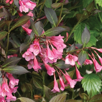 Weigela florida 'Fine Wine®' (020170)