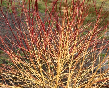 Cornus stolonifera 'Arctic Fire® Red' (020172)