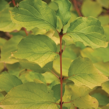 Cornus stolonifera 'Arctic Fire® Red' (020173)