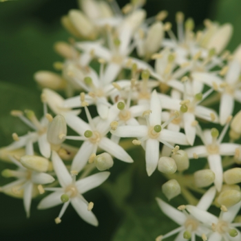 Cornus stolonifera 'Arctic Fire® Red' (020174)