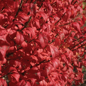 Euonymus alatus 'Fire Ball®' (020177)