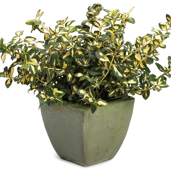 Euonymus fortunei 'Blondy®' (020178)