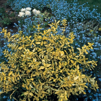 Euonymus fortunei 'Blondy®' (020180)