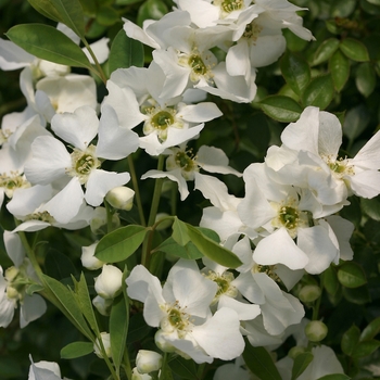 Exochorda Snow Day® 'Surprise' (020181)