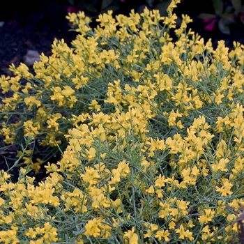 Genista lydia 'Bangle®' (020186)