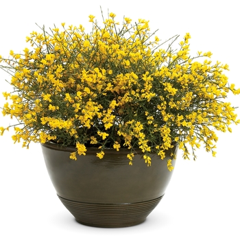 Genista lydia 'Bangle®' (020187)