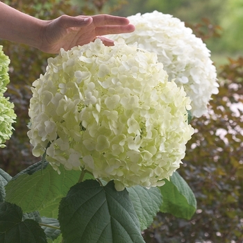 Hydrangea arborescens 'Incrediball®' (020193)