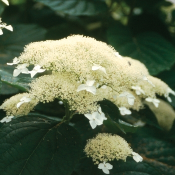 Hydrangea arborescens 'White Dome®' (020196)