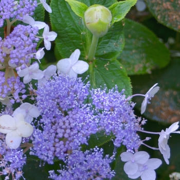 Hydrangea involucrata 'Blue Bunny™' (020200)