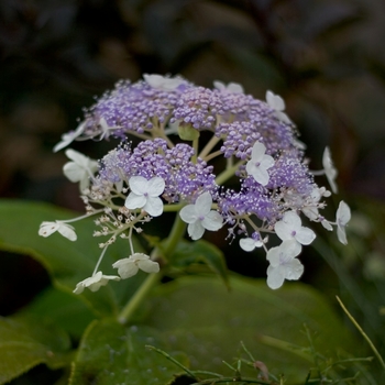 Hydrangea involucrata 'Blue Bunny™' (020201)