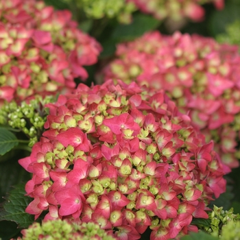 Hydrangea macrophylla 'Pink Shira™' (020205)