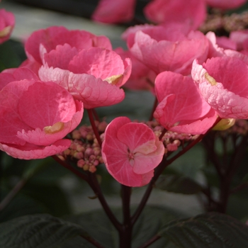 Hydrangea macrophylla Abracadabra® 'Star' (020207)